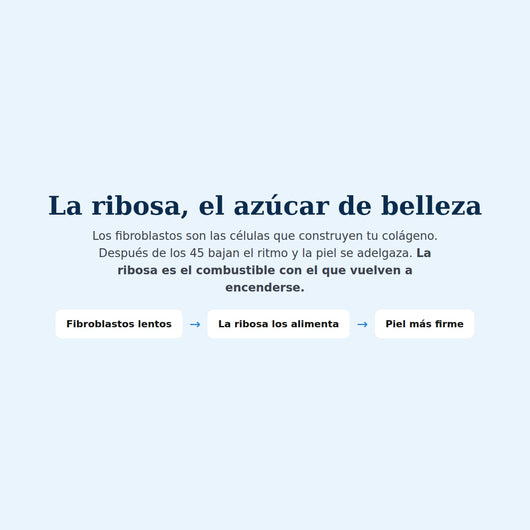 Cómo funciona la ribosa sobre los fibroblastos